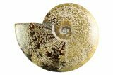 Polished Cretaceous Ammonite (Cleoniceras) Fossil - Madagascar #339083-1